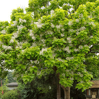 Trompetenbaum - Catalpa bignonioides - Bakker