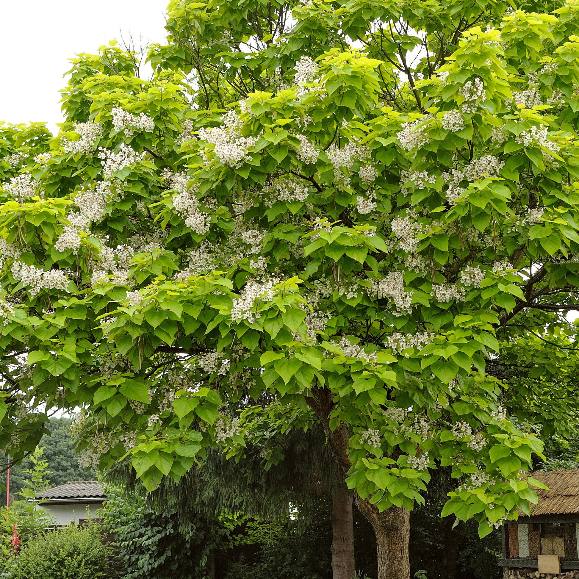 Trompetenbaum - Catalpa bignonioides - Bakker