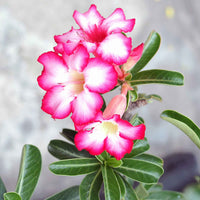 Zimmerpflanzen - Wüstenrose - Adenium obesum