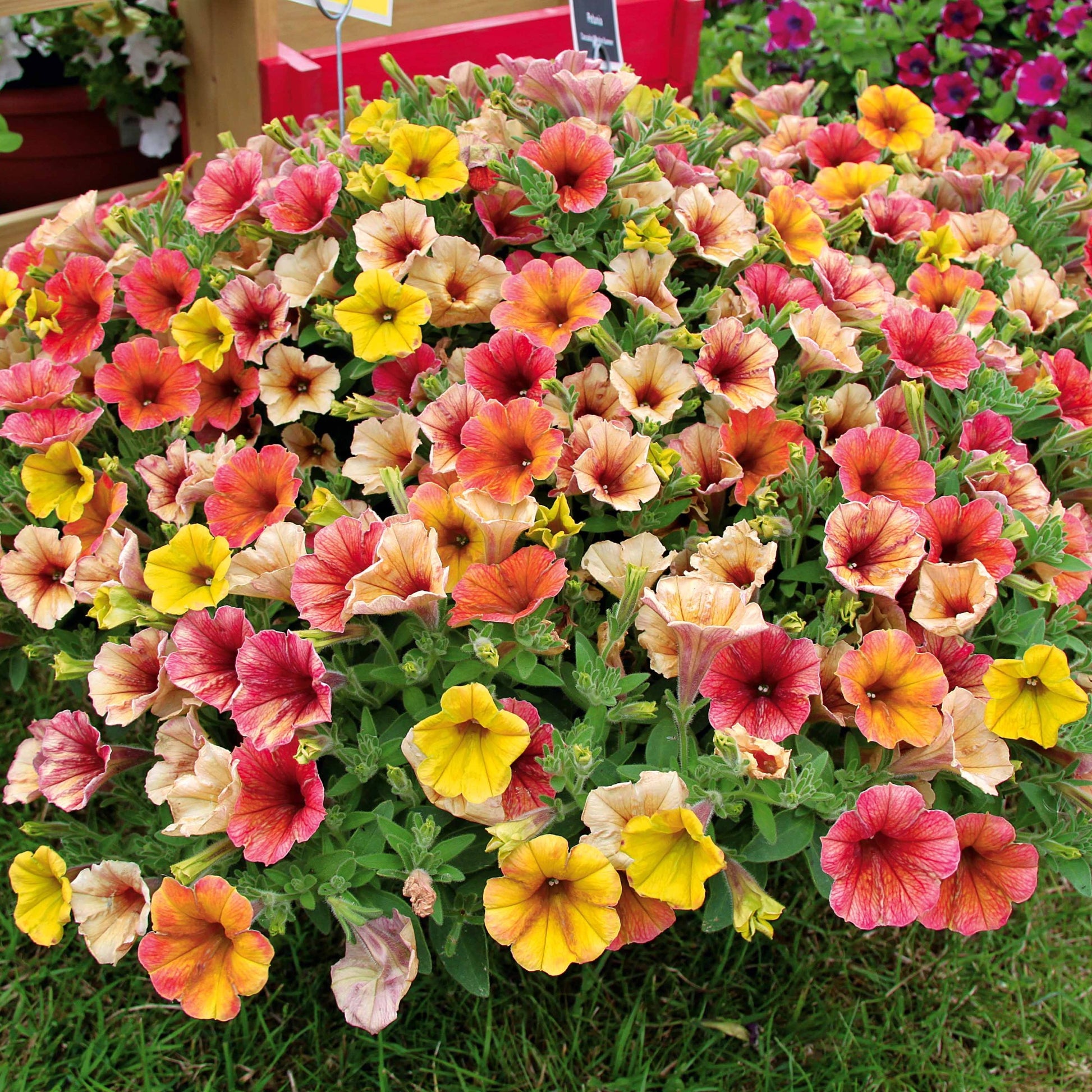 Petunia cascadias Indian Summer - Hängepetunien 'Indian Summer' (x3) - Petunien und Calibrachoa