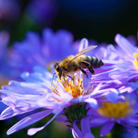 Kissenaster ‘Lady in Blue’ - Aster dumosus Lady in Blue - Bakker