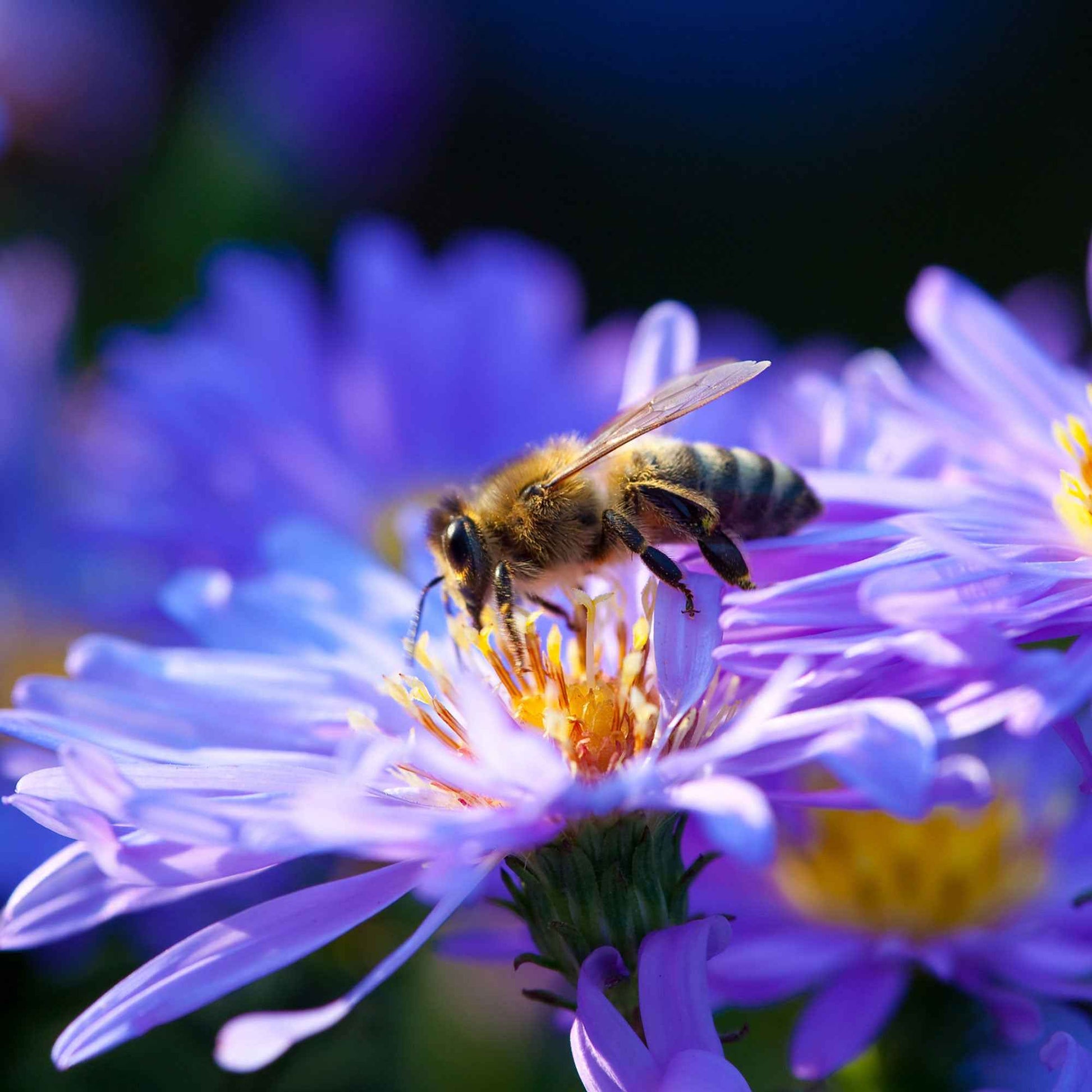 Kissenaster ‘Lady in Blue’ - Aster dumosus Lady in Blue - Bakker