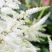 Astilbe x arendsii Brautschleier - Prachtspiere ‘Brautschleier’ - Astilbe - Prachtspiere
