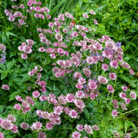 Sterndolde 'Roma' - Astrantia major Roma - Bakker
