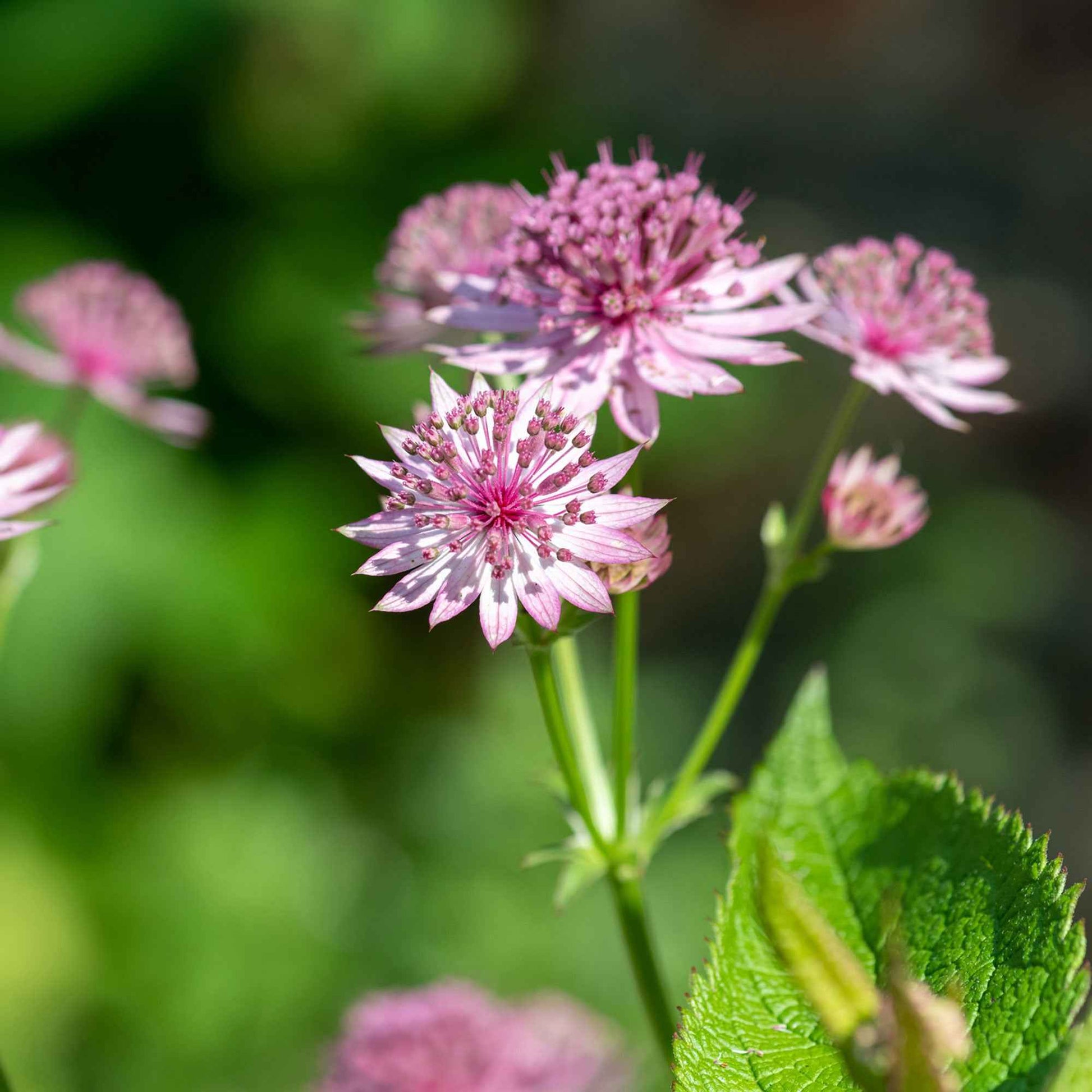 Astrantia major Roma - Sterndolde 'Roma' - Astrantia