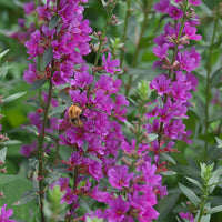 Lythrum salicaria Robert - Blutweiderich ‘Robert’ - Stauden