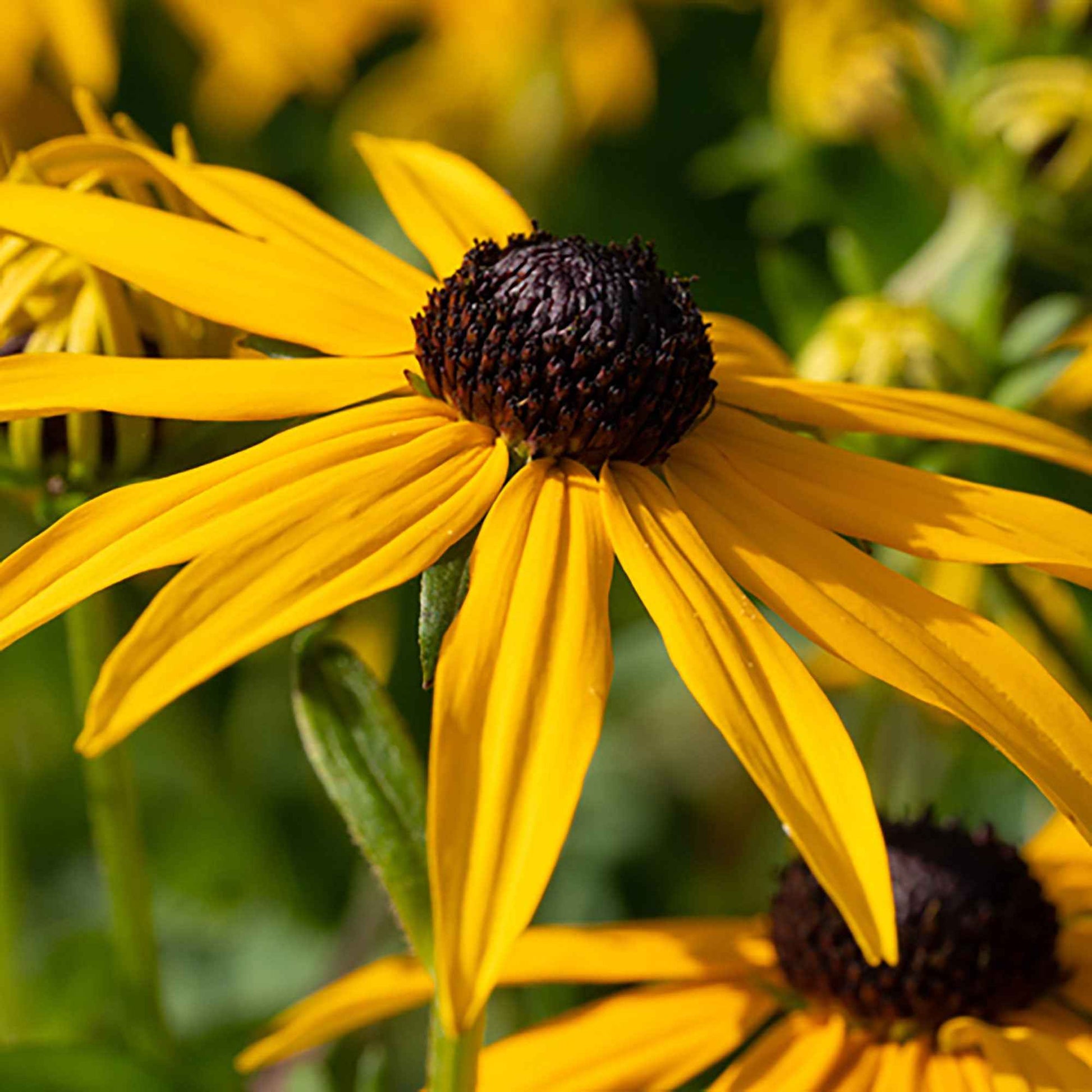 Sonnenhut ‘Goldsturm’ - Rudbeckia fulgida Goldsturm - Bakker