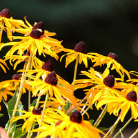 Rudbeckia fulgida Goldsturm - Sonnenhut ‘Goldsturm’ - Rudbeckia