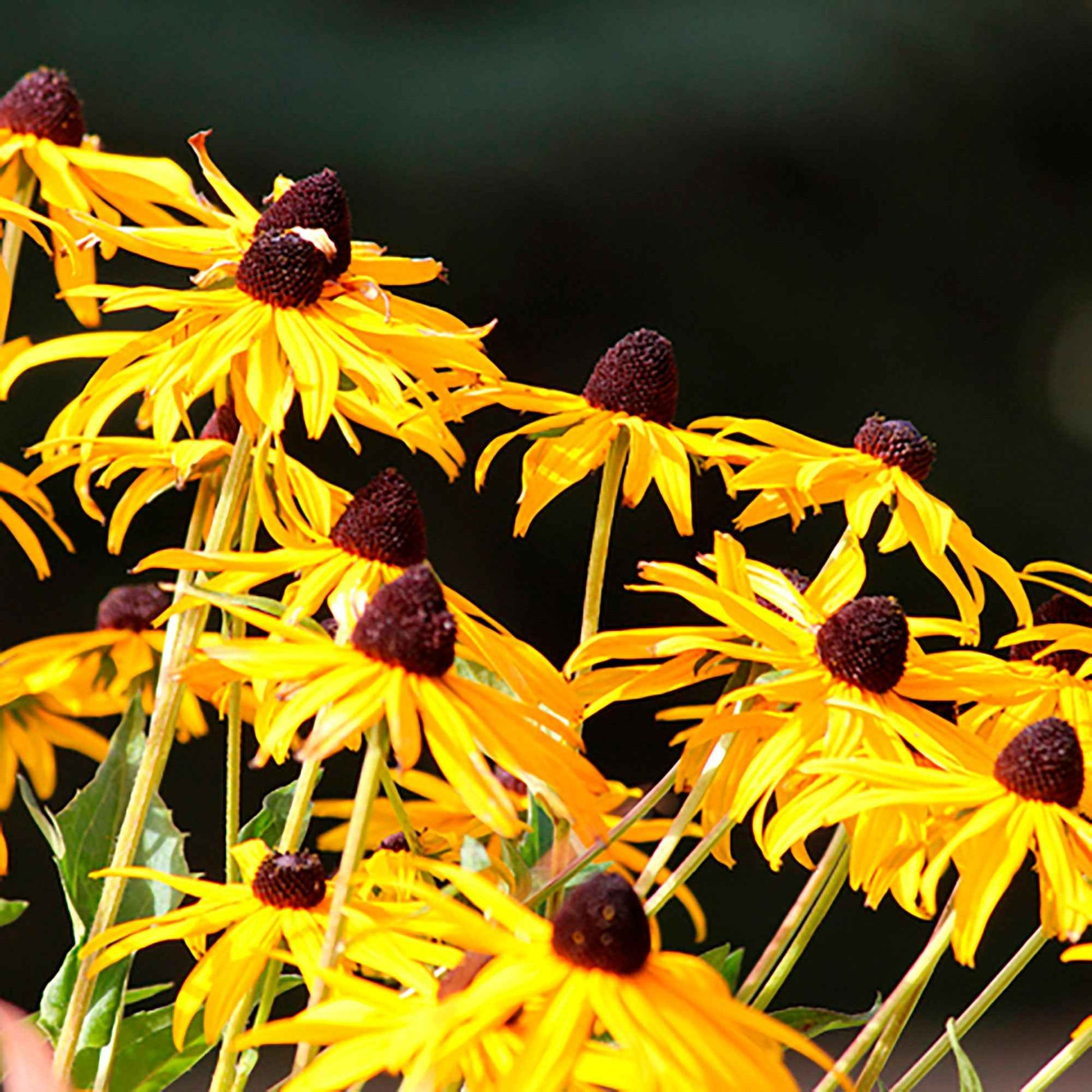Rudbeckia fulgida Goldsturm - Sonnenhut ‘Goldsturm’ - Rudbeckia