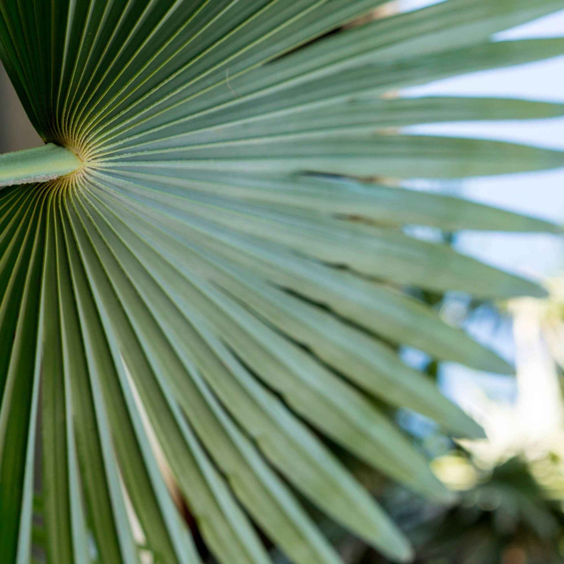 Zwergpalme - Chamaerops humilis - Bakker