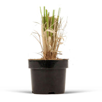 Pampasgras Cortaderia 'Rosea' - Cortaderia selloana rendatleri - Bakker
