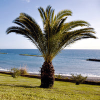 Palmen - Kanarische Dattelpalme - Phoenix canariensis