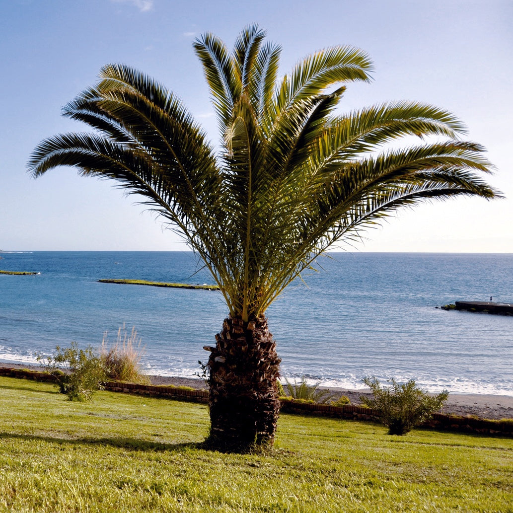 Palmen - Kanarische Dattelpalme - Phoenix canariensis