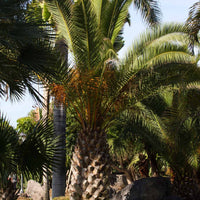 Kanarische Dattelpalme - Phoenix canariensis - Bakker