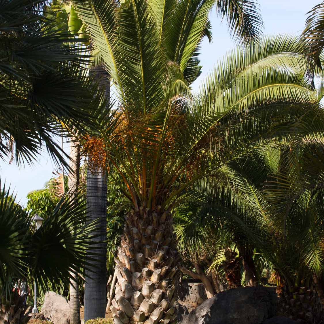 Kanarische Dattelpalme - Phoenix canariensis - Bakker
