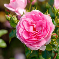 Kletterrose ‘Ozeana’® - Rosa ozeana ® - Bakker
