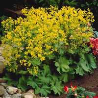 Alchemilla mollis - Frauenmantel (x3) - Alchemilla - Frauenmantel