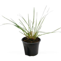 Cortaderia selloana pumila - Pampasgras Cortaderia 'Pumila' - Pampasgras - Cortaderia