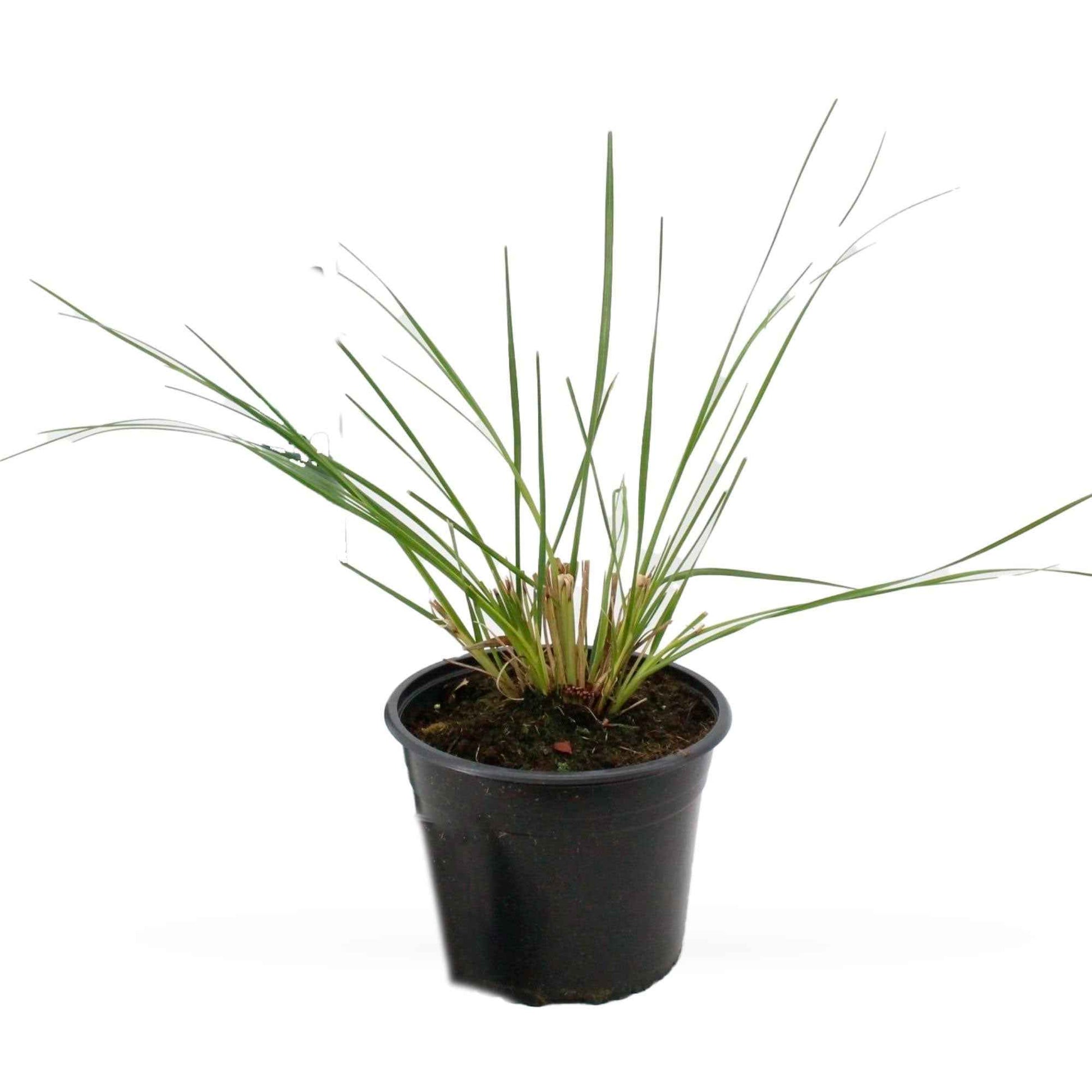 Cortaderia selloana pumila - Pampasgras Cortaderia 'Pumila' - Pampasgras - Cortaderia