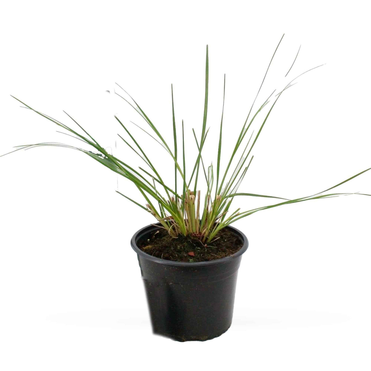Cortaderia selloana pumila - Pampasgras Cortaderia 'Pumila' - Pampasgras - Cortaderia