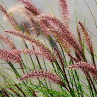 Lampenputzergras ‘Red Head’ - Pennisetum alopecuroides red head - Bakker