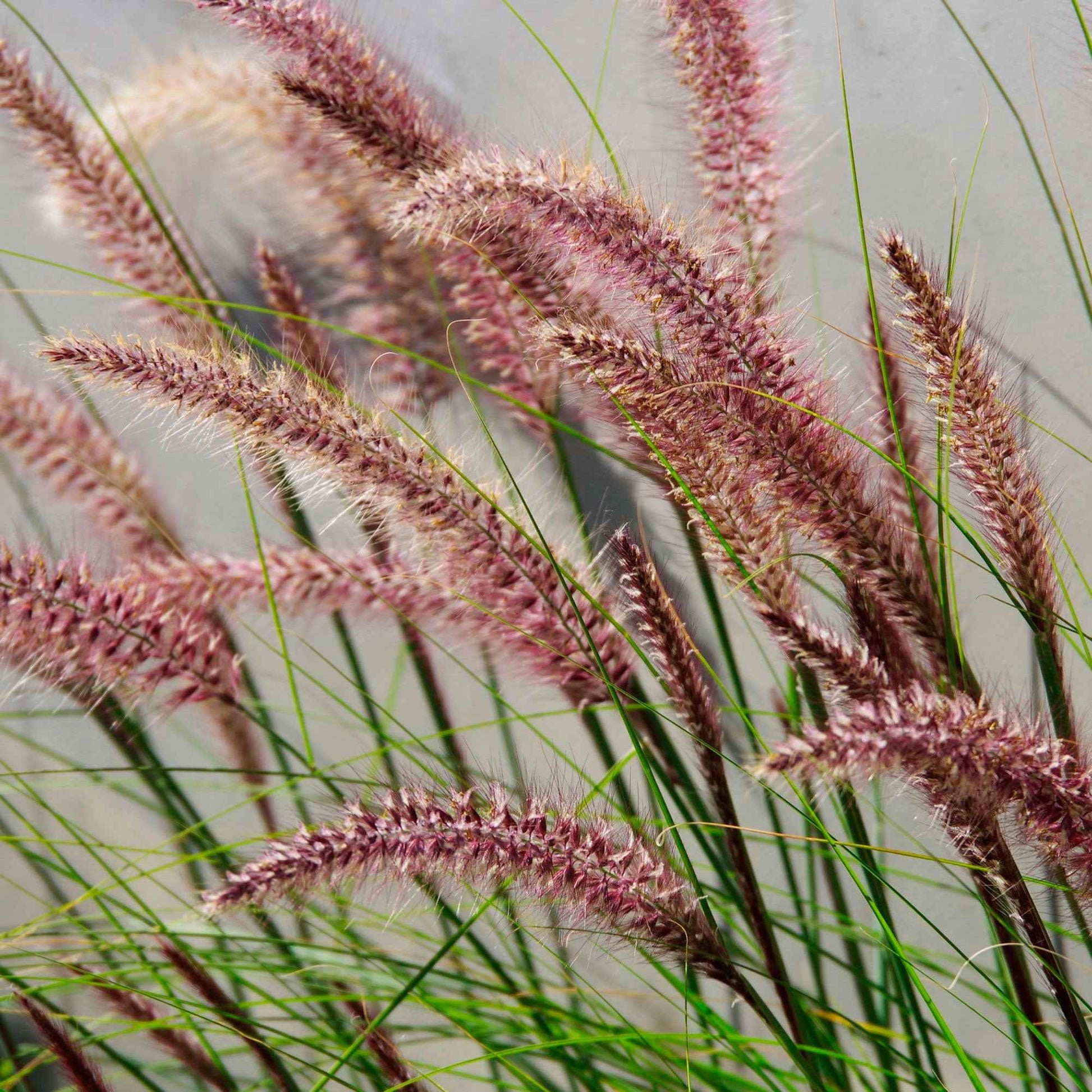 Lampenputzergras ‘Red Head’ - Pennisetum alopecuroides red head - Bakker