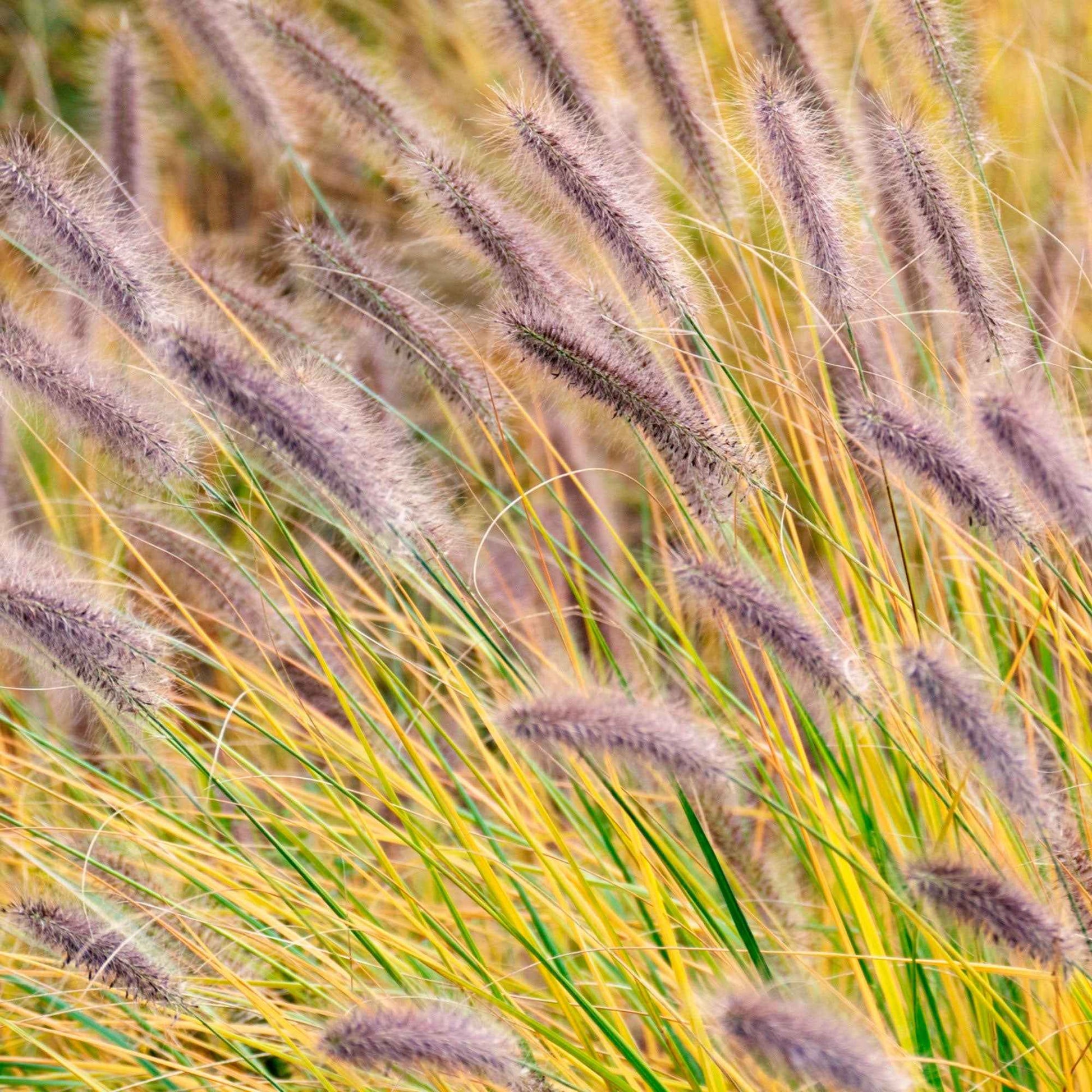 Lampenputzergras ‘Viridescens’ - Pennisetum alopecuroides f. viridescens - Bakker