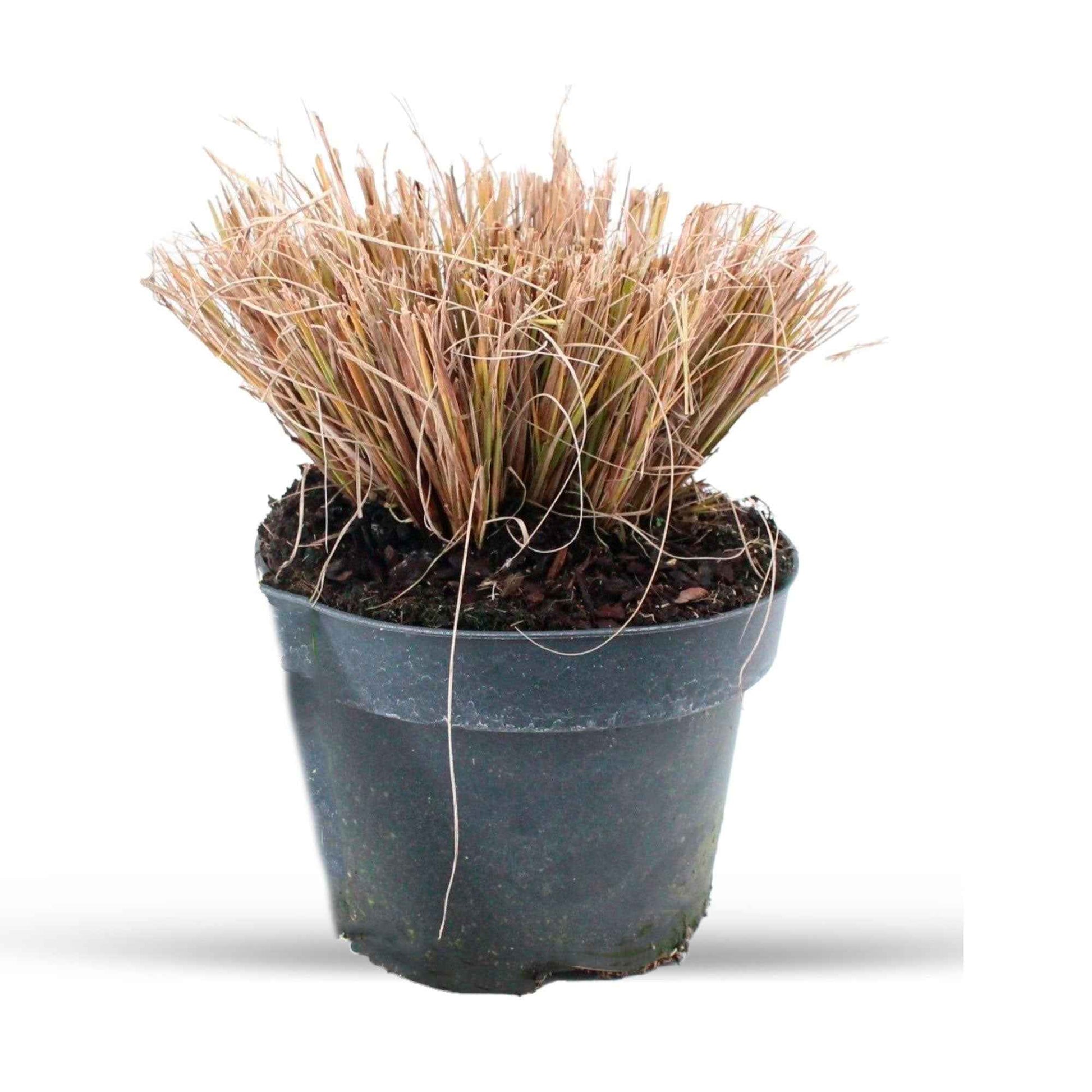 Pennisetum alopecuroides f. viridescens - Lampenputzergras ‘Viridescens’ - Pennisetum