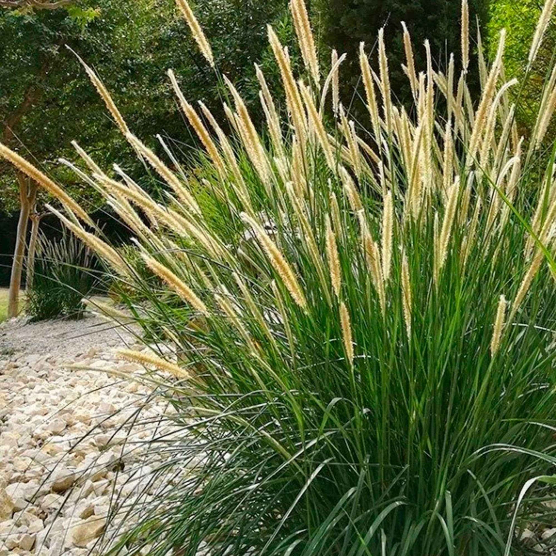 Aufrechtes Lampenputzergras (Pennisetum alopecuroides) - Pennisetum macrourum - Bakker