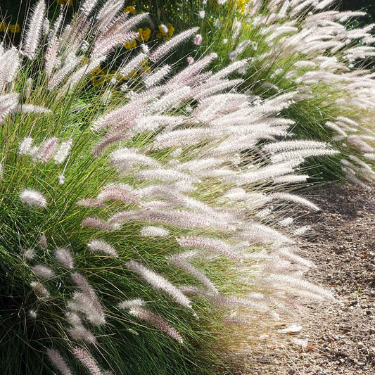 Orient-Lampenputzergras ‘Fairy Tails’ - Bakker
