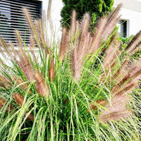 Lampenputzergras 'Flamingo' - Pennisetum orientale flamingo - Bakker