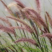 Pennisetum orientale flamingo - Lampenputzergras 'Flamingo' - Pennisetum