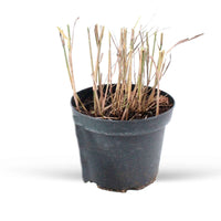 Pennisetum - Lampenputzergras 'Flamingo' - Pennisetum orientale flamingo