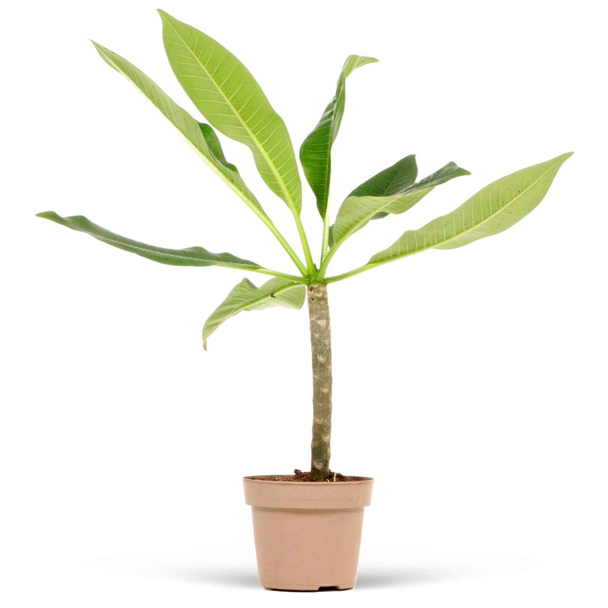 Frangipani 'Jazz' rot-gelb - Bakker