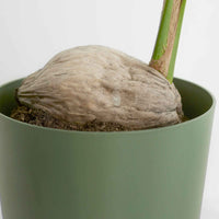 Kokospalme für den Innenbereich - Cocos nucifera - Bakker