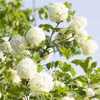 Viburnum opulus Roseum - Schneeball ‘Roseum’ - Viburnum