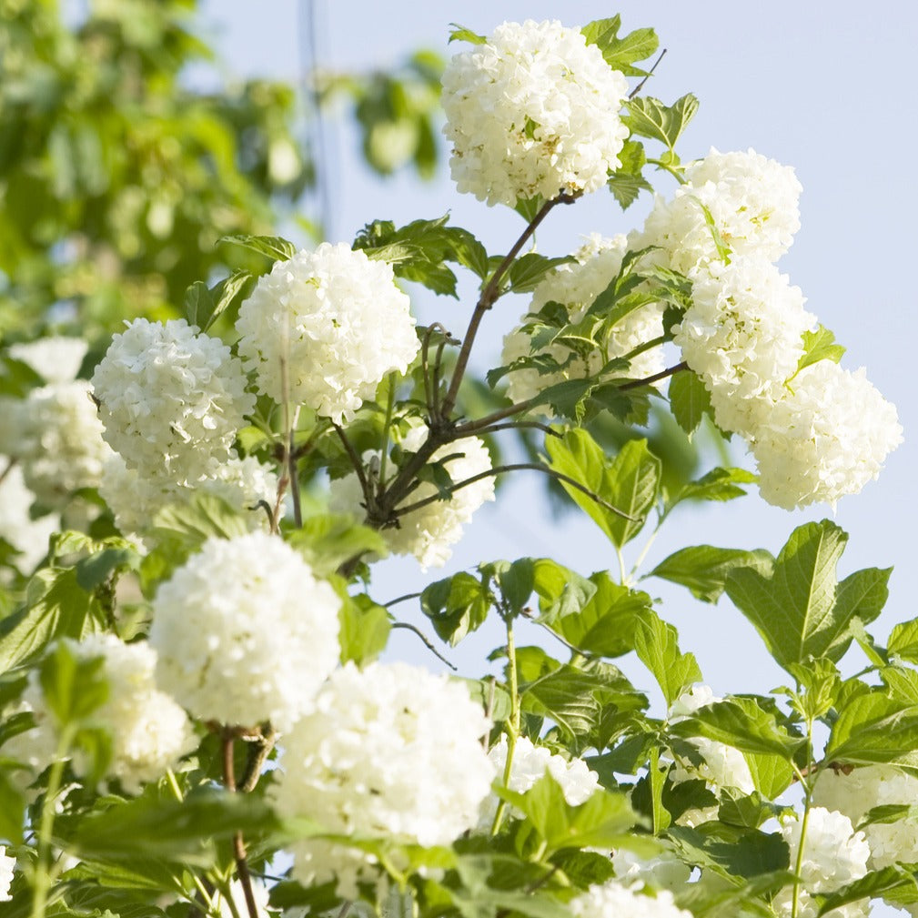 Viburnum opulus Roseum - Schneeball ‘Roseum’ - Viburnum