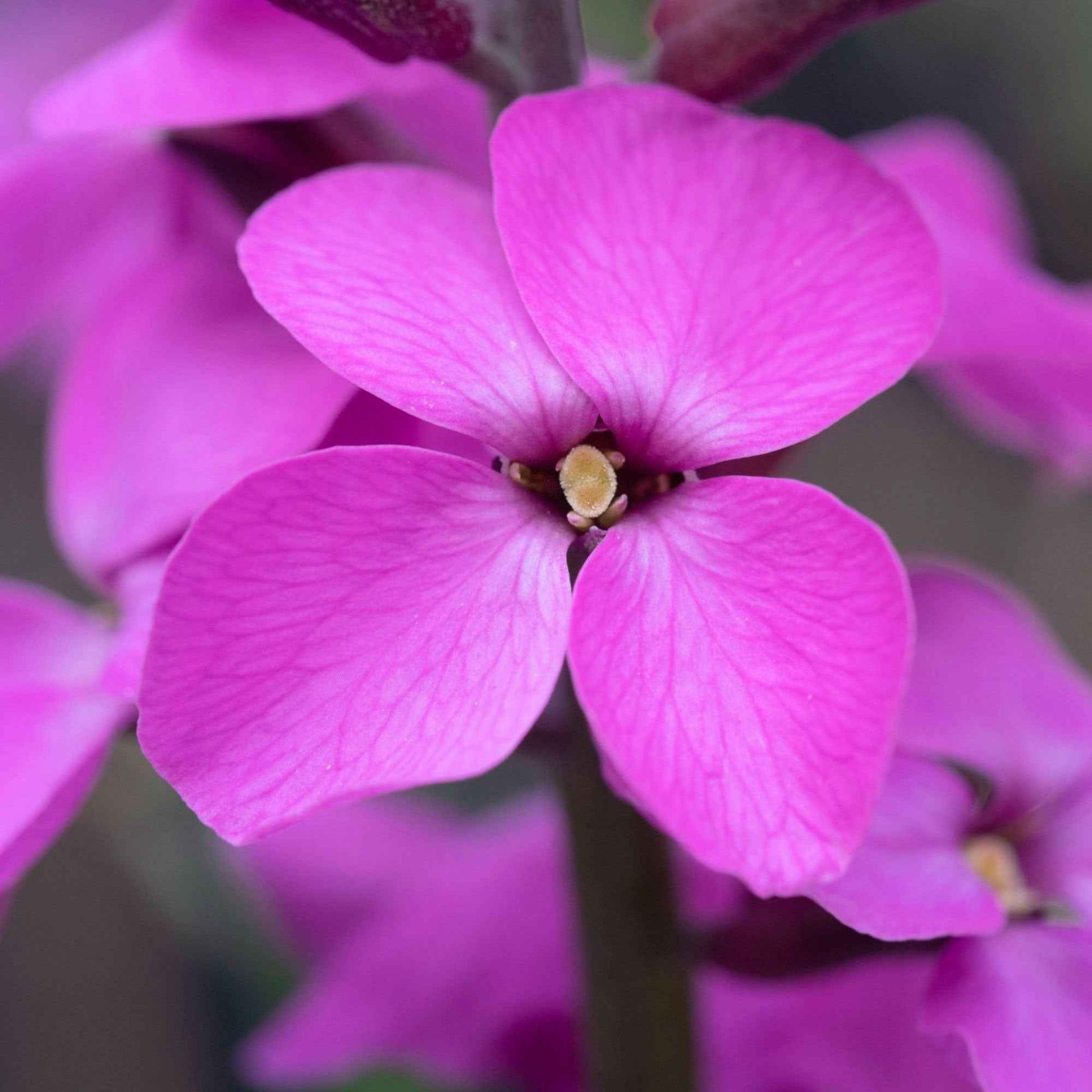 Erysimum linifolium Bowles Mauve - Strauch-Goldlack ‘Bowles Mauve’ - Stauden