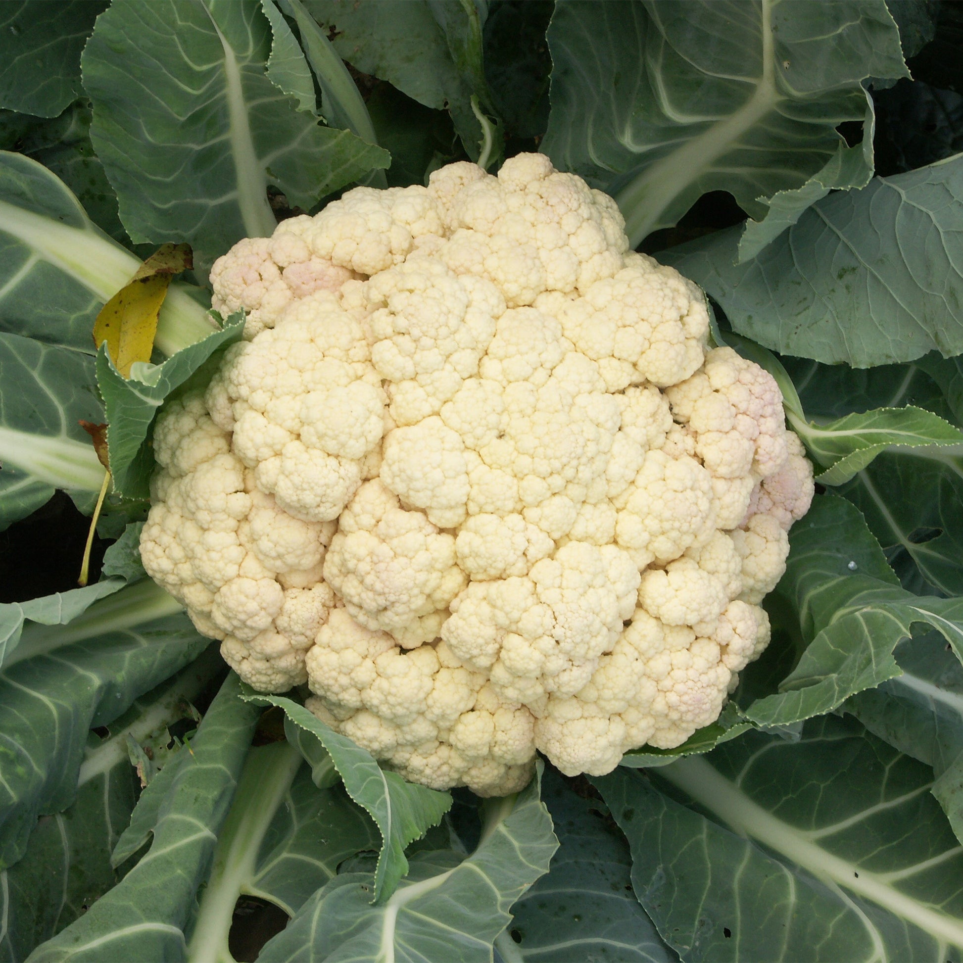 Blumenkohl ‘Merveille de toutes saisons’ - Bakker