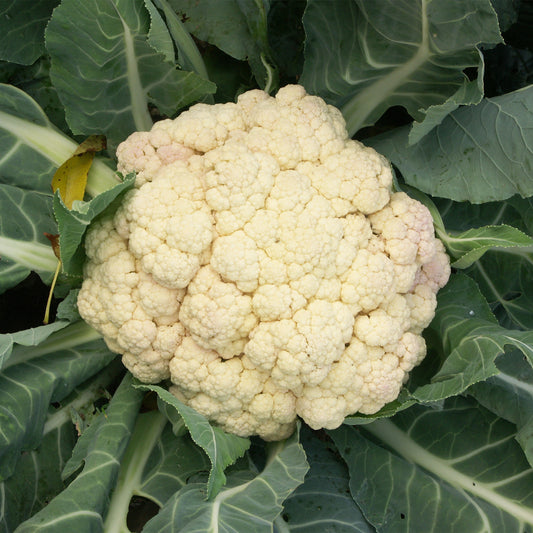 Blumenkohl ‘Merveille de toutes saisons’ - Bakker