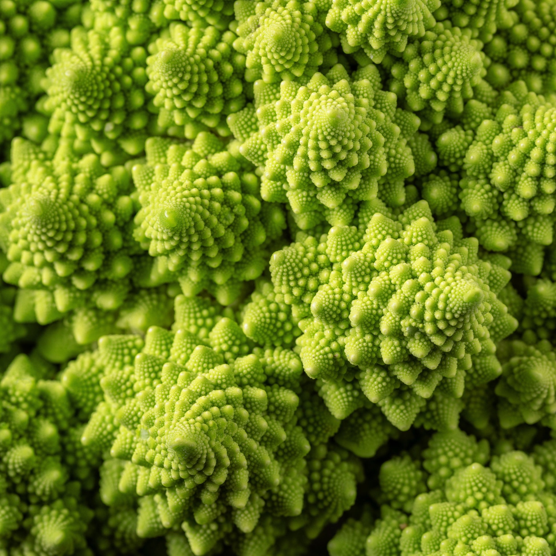 Samen für Kohl - Brokkoli ‘Romanesco’ - Brassica oleracea botrytis romanesco