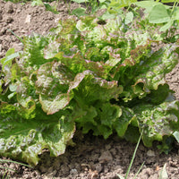 Kopfsalat De Trémont (Passion rosée) - Bakker