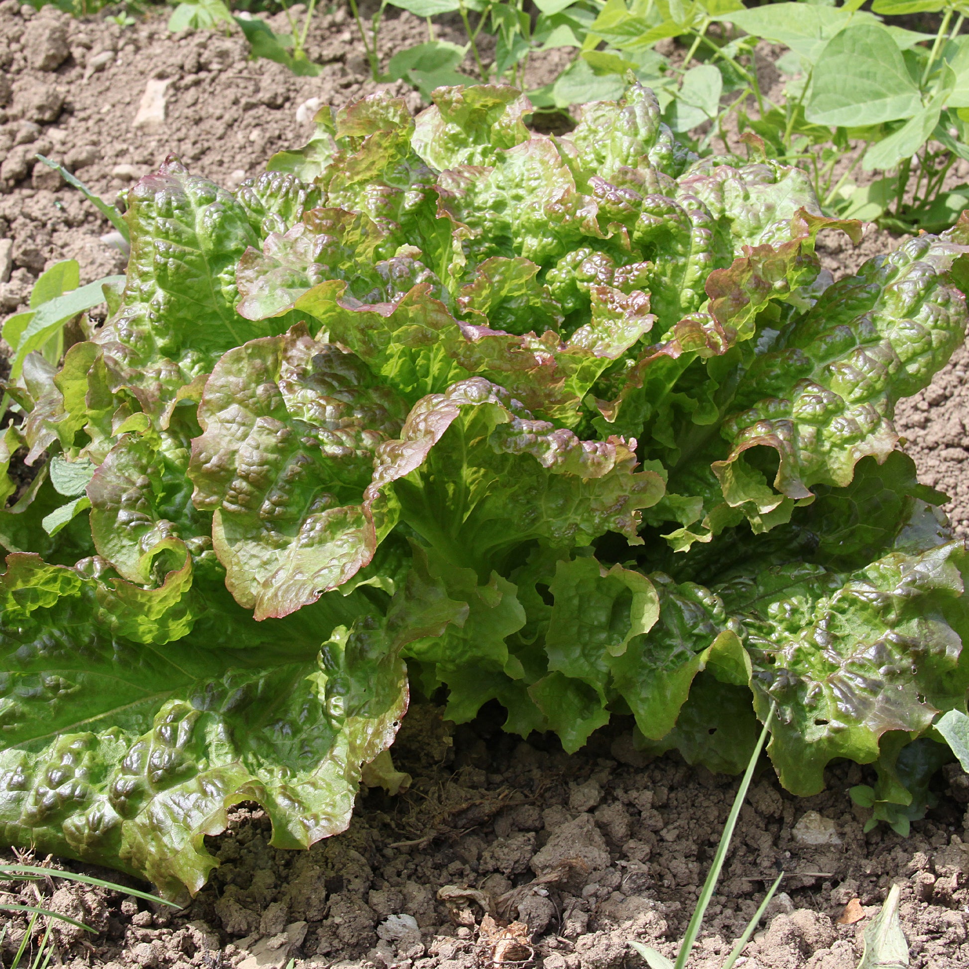 Samen für Salate - Salat-Kollektion für 6 Monate - Collection 6 mois de laitues (grosse blonde, tremont, merveille des 4