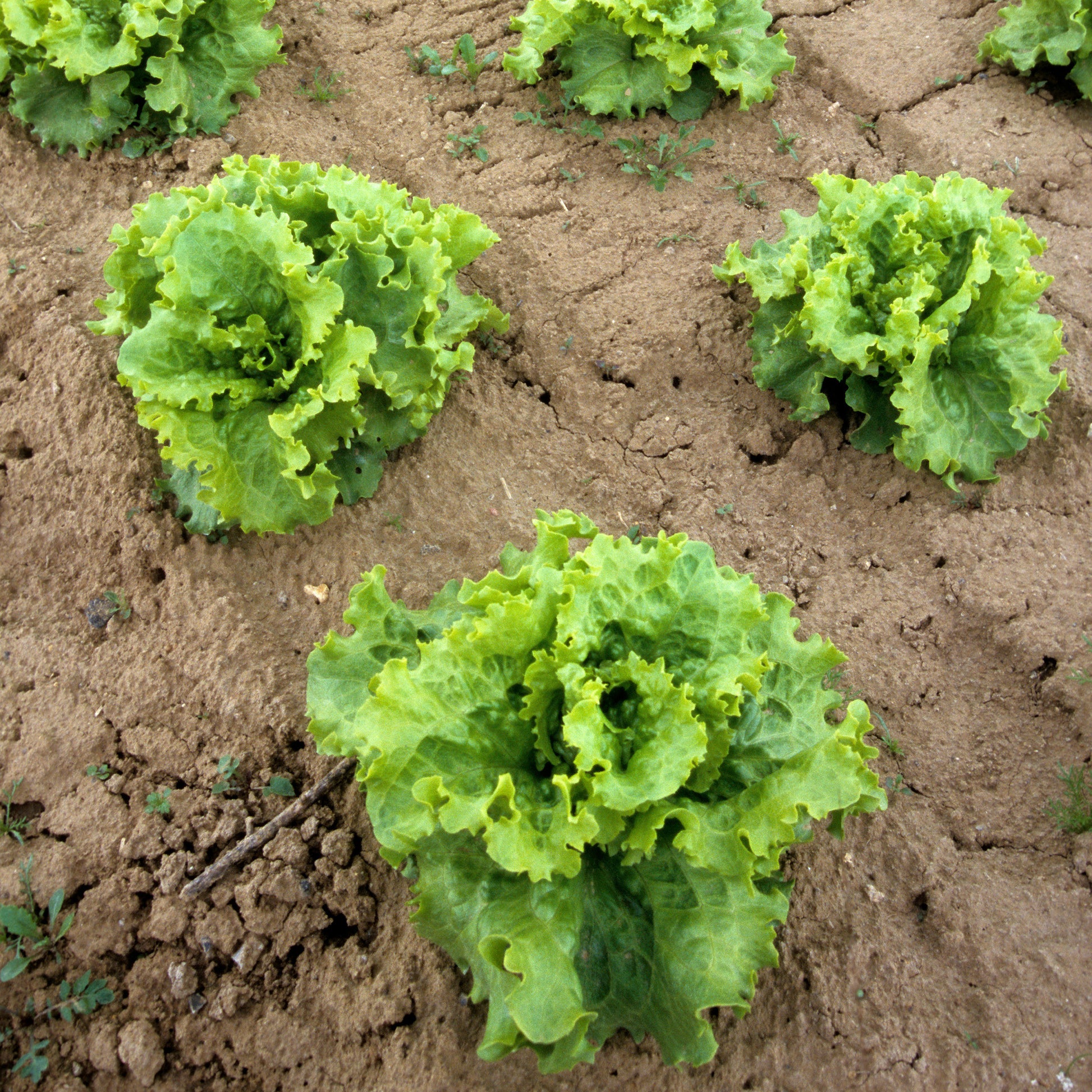 Verkauf Salat-Kollektion ‘7 Monate’ - Coll. 7 mois de salades (reine mai, lollo rossa, coeur plein, blond