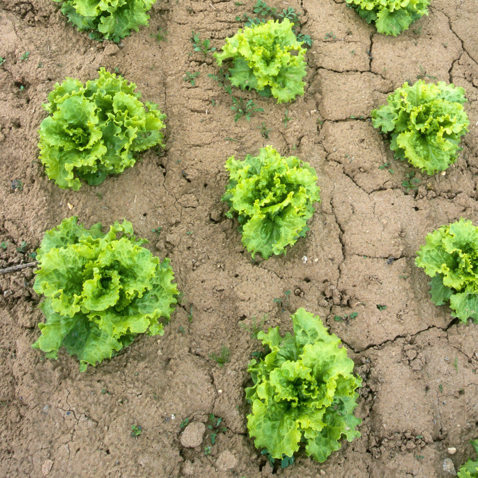 Lactuca sativa capitata blonde de paris - Bataviasalat ‘Blonde de Paris’ - Samen für Salate