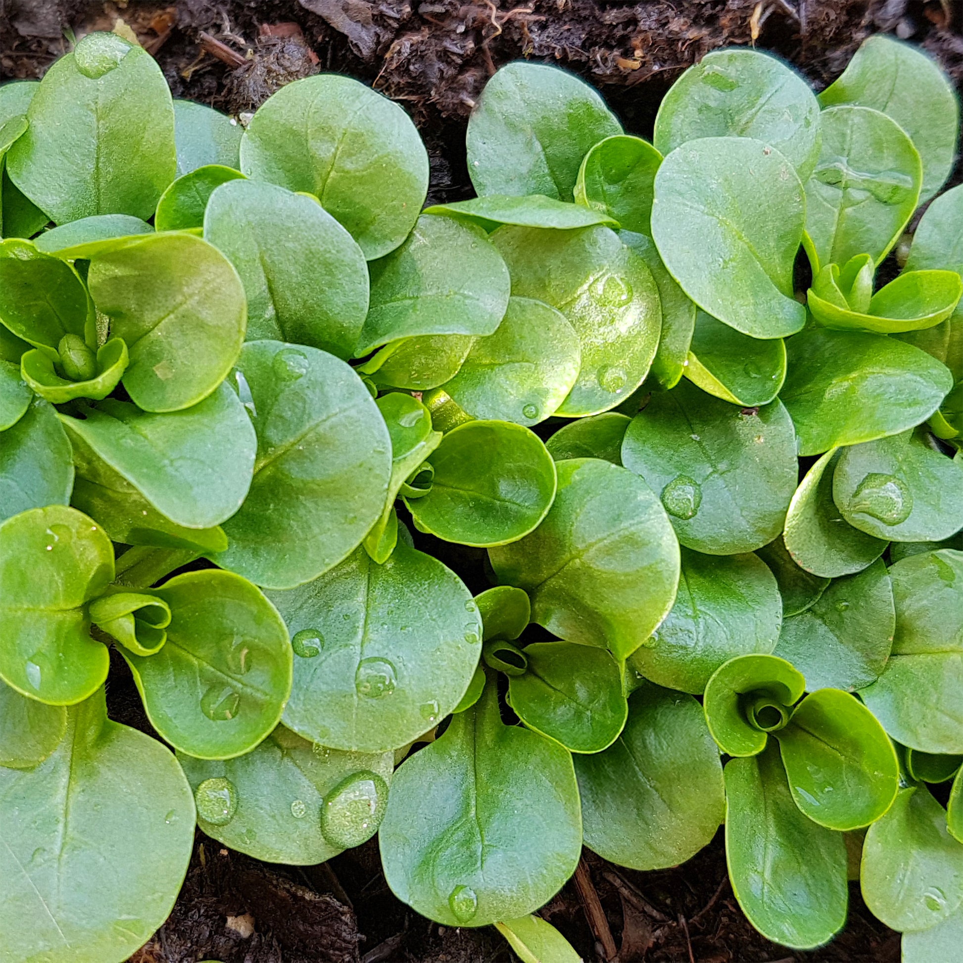 Feldsalat Dunkelgrüner Vollherziger 2 - Valerianella locusta verte à coeur plein 2 - Bakker