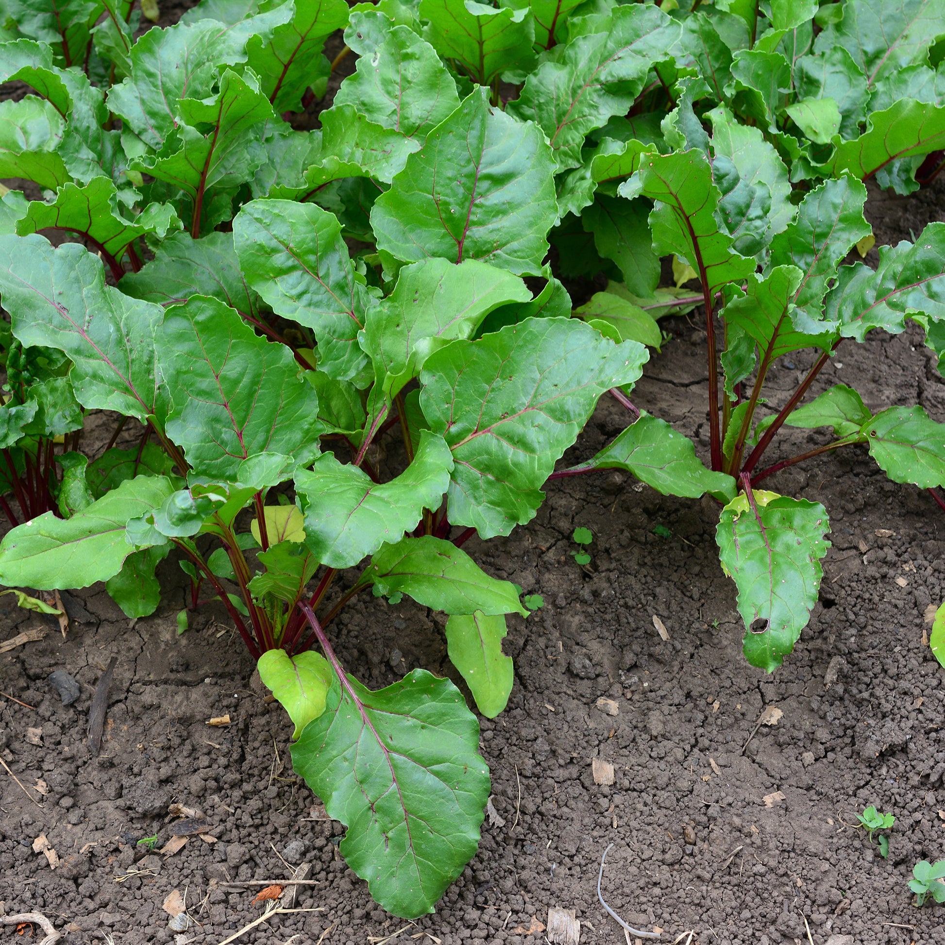 Beta vulgaris Noire d'Egypte - Rote Bete 'Ägyptische Plattrunde' - Beta - Rübe