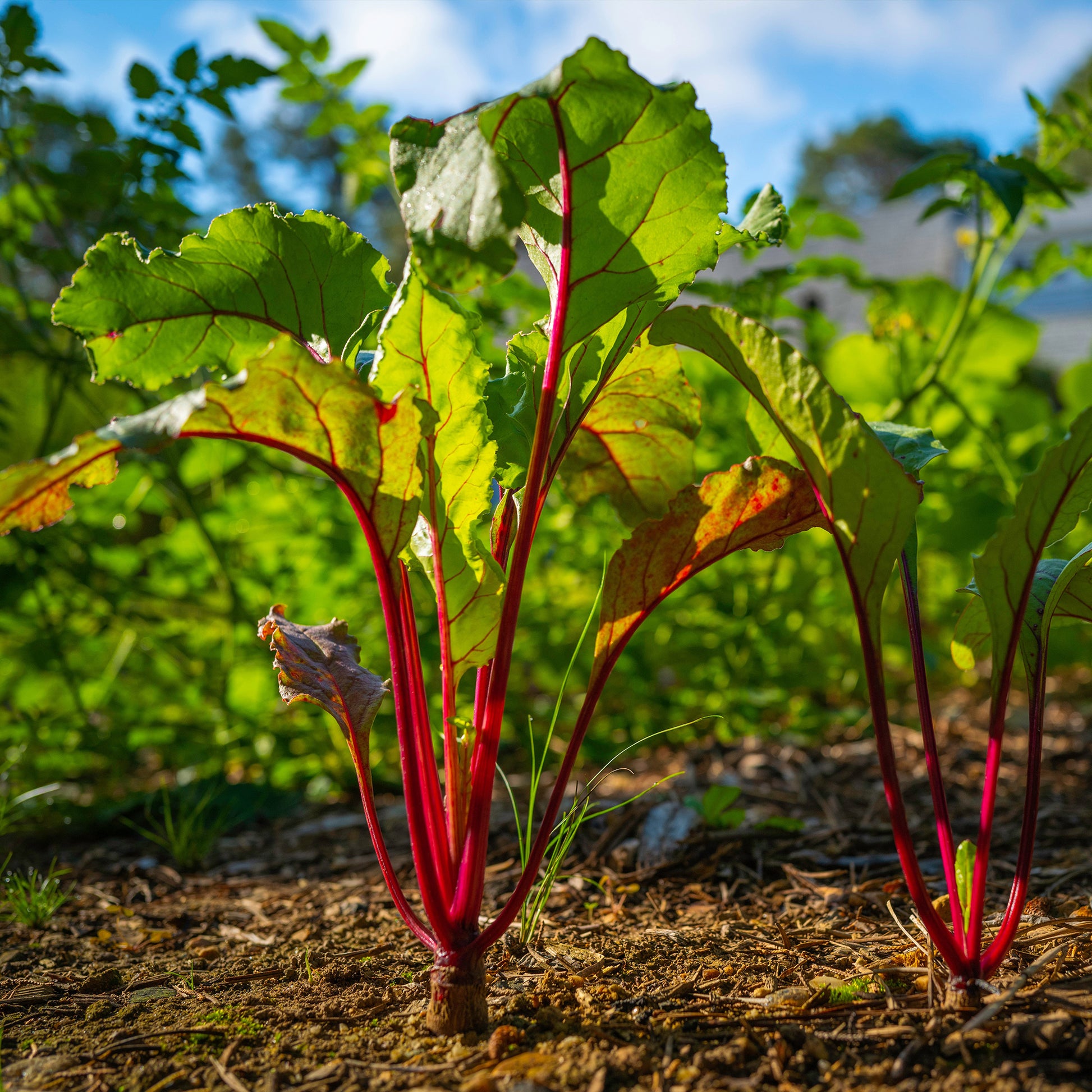 Rote Bete 'Ägyptische Plattrunde' - Beta vulgaris Noire d'Egypte - Bakker