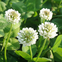Zwerg-Weißklee - Trifolium repens - Bakker