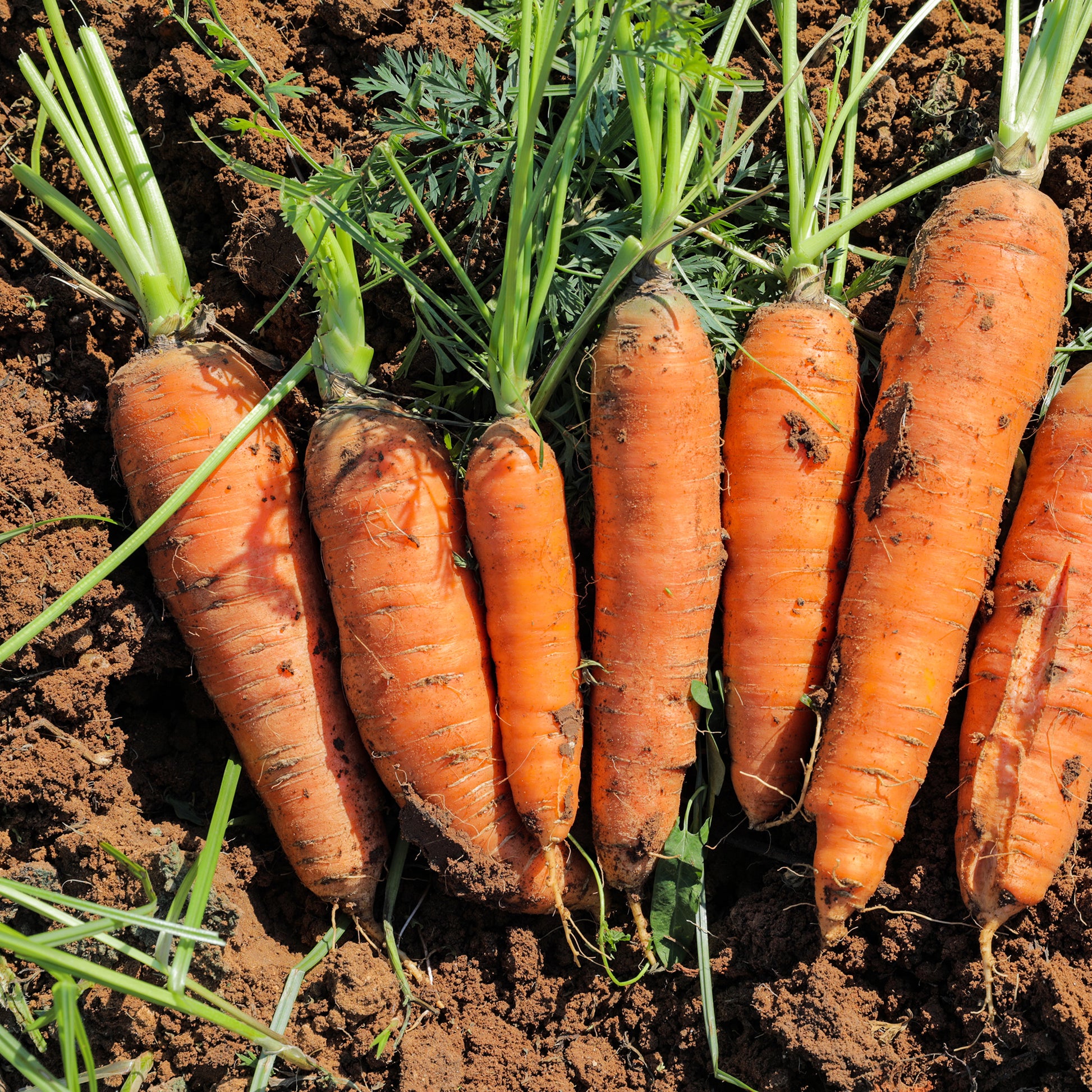 Möhre ‘De Carentan’ (halb-lang) - Daucus carota demi-longue de carentan - Bakker